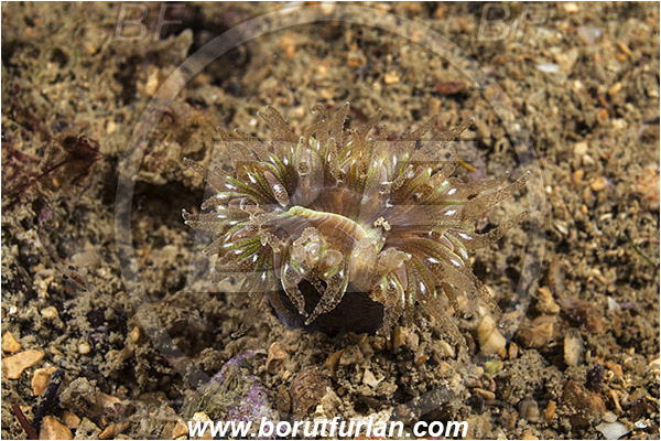 Piran, Slovenia, Adriatic sea, Mediterranean sea, Balanophyllia italica, Balanophyllia, Dendrophylliidae, Cup coral, Coral, Anthozoa, Cnidaria, Cnidarian
