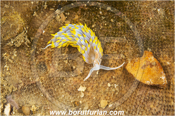 Piran, Slovenia, Adriatic sea, Mediterranean sea, Berghia coerulescens, Berghia, Aeolidiidae, Aeolid nudibranch, Nudibranch, Sea slug, Gastropoda, Mollusca