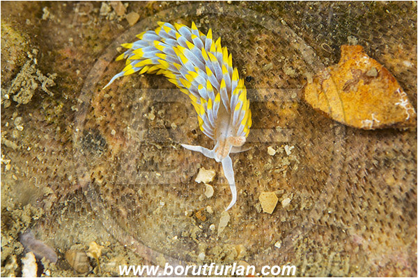 Piran, Slovenia, Adriatic sea, Mediterranean sea, Berghia coerulescens, Berghia, Aeolidiidae, Aeolid nudibranch, Nudibranch, Sea slug, Gastropoda, Mollusca