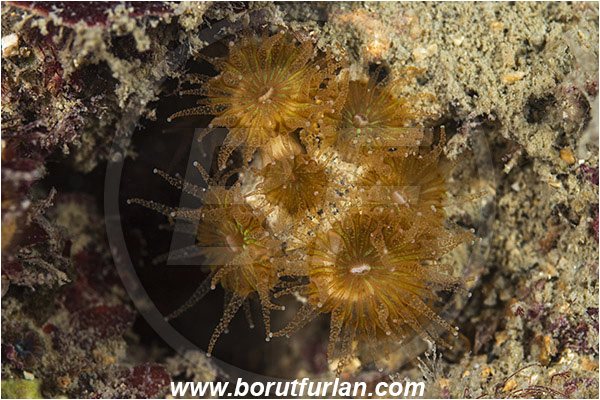 Piran, Slovenia, Adriatic sea, Mediterranean sea, Cladocora caespitosa, Cladocora, Family: Scleractinia incertae sedis, Mediterranean pillow coral, Coral, Anthozoa, Cnidaria, Cnidarian