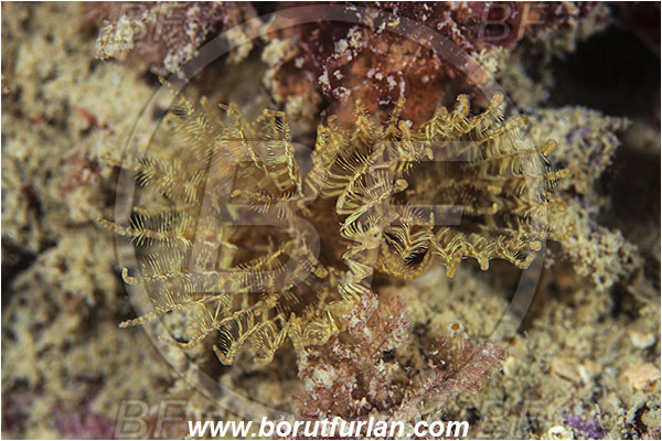 Piran, Slovenia, Adriatic sea, Mediterranean sea, Branchiomma sp., Branchiomma, Sabellidae, Fanworm, Polychaeta, Worm