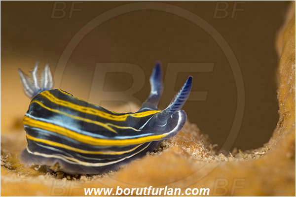 Piran, Slovenia, Adriatic sea, Mediterranean sea, Felimare villafranca, Felimare, Chromodorididae, Striped Dorid Nudibranch, Nudibranch, Sea slug, Gastropoda, Mollusca