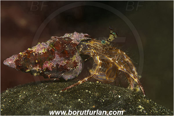 Piran, Slovenia, Adriatic sea, Mediterranean sea, Pagurus anachoretus, Pagurus, Paguridae, Crustacea, Crustacean, Long-armed Hermit Crab, Hermit crab, Crab