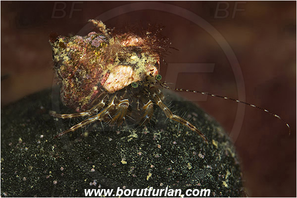 Piran, Slovenia, Adriatic sea, Mediterranean sea, Pagurus anachoretus, Pagurus, Paguridae, Crustacea, Crustacean, Long-armed Hermit Crab, Hermit crab, Crab