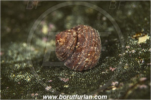 Piran, Slovenia, Adriatic sea, Mediterranean sea, Homalopoma sanguineum, Homalopoma, Colloniidae, Dwarf turban, Sea snail, Gastropoda, Mollusca, Mollusc