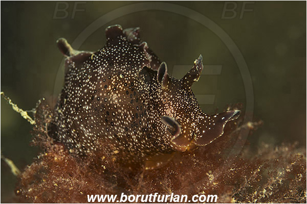 Piran, Slovenia, Adriatic sea, Mediterranean sea, Aplysia punctata, Aplysia, Aplysiidae, Spotted sea hare, Sea hare, Nudibranch, Sea slug, Gastropoda, Mollusca