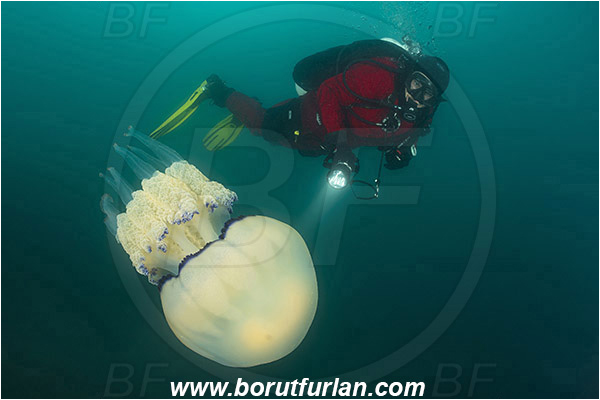 Piran, Slovenia, Adriatic sea, Mediterranean sea, Rhizostoma pulmo, Rhizostoma, Rhizostomatidae, Scyphozoa, Cnidaria, Cnidarian, Barrel jellyfish, Jellyfish, Diver