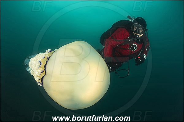 Piran, Slovenia, Adriatic sea, Mediterranean sea, Rhizostoma pulmo, Rhizostoma, Rhizostomatidae, Scyphozoa, Cnidaria, Cnidarian, Barrel jellyfish, Jellyfish, Diver