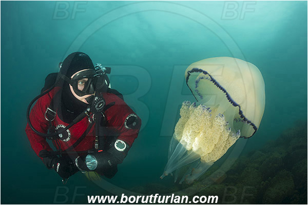 Piran, Slovenia, Adriatic sea, Mediterranean sea, Rhizostoma pulmo, Rhizostoma, Rhizostomatidae, Scyphozoa, Cnidaria, Cnidarian, Barrel jellyfish, Jellyfish, Diver