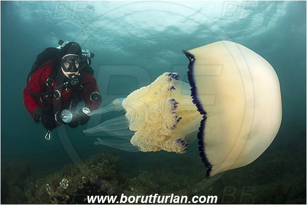 Piran, Slovenia, Adriatic sea, Mediterranean sea, Rhizostoma pulmo, Rhizostoma, Rhizostomatidae, Scyphozoa, Cnidaria, Cnidarian, Barrel jellyfish, Jellyfish, Diver
