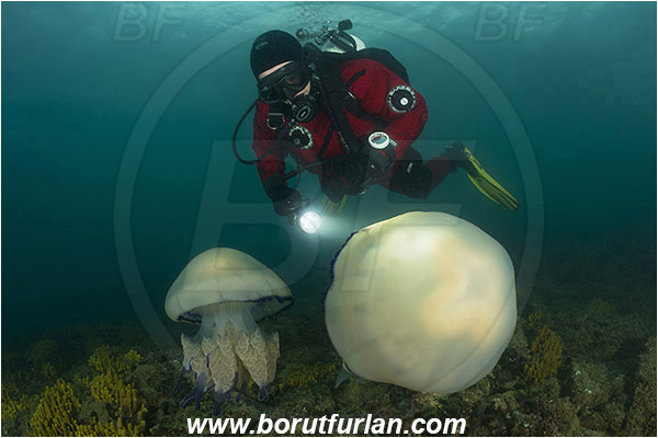 Piran, Slovenia, Adriatic sea, Mediterranean sea, Rhizostoma pulmo, Rhizostoma, Rhizostomatidae, Scyphozoa, Cnidaria, Cnidarian, Barrel jellyfish, Jellyfish, Diver, Reef