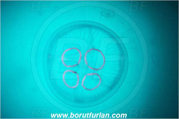 Piran, Slovenia, Adriatic sea, Mediterranean sea, Aurelia aurita, Aurelia, Ulmaridae, Scyphozoa, Cnidaria, Cnidarian, Moon jellyfish, Jellyfish