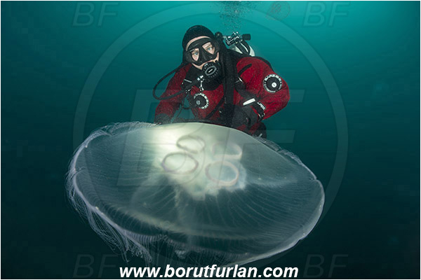 Piran, Slovenia, Adriatic sea, Mediterranean sea, Aurelia aurita, Aurelia, Ulmaridae, Scyphozoa, Cnidaria, Cnidarian, Moon jellyfish, Jellyfish, Diver