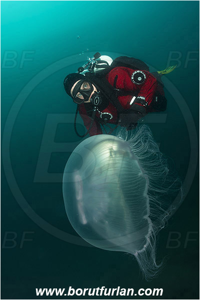 Piran, Slovenia, Adriatic sea, Mediterranean sea, Aurelia aurita, Aurelia, Ulmaridae, Scyphozoa, Cnidaria, Cnidarian, Moon jellyfish, Jellyfish, Diver