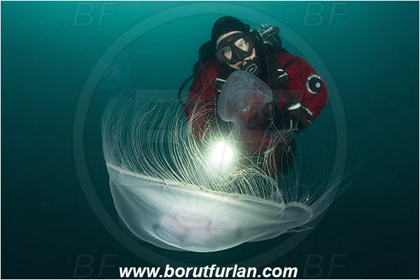 Piran, Slovenia, Adriatic sea, Mediterranean sea, Aurelia aurita, Aurelia, Ulmaridae, Scyphozoa, Cnidaria, Cnidarian, Moon jellyfish, Jellyfish, Diver