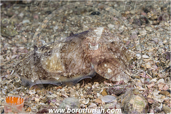 Piran, Slovenia, Adriatic sea, Mediterranean sea, Sepia elegans, Sepia, Sepiidae, Elegant cuttlefish, Cuttlefish, Cephalopoda, Mollusca, Mollusc