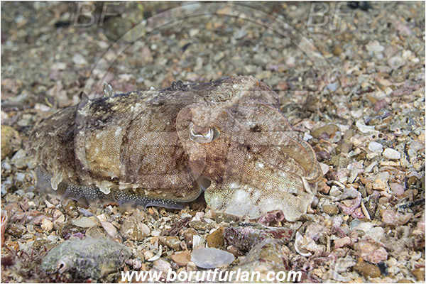 Piran, Slovenia, Adriatic sea, Mediterranean sea, Sepia elegans, Sepia, Sepiidae, Elegant cuttlefish, Cuttlefish, Cephalopoda, Mollusca, Mollusc