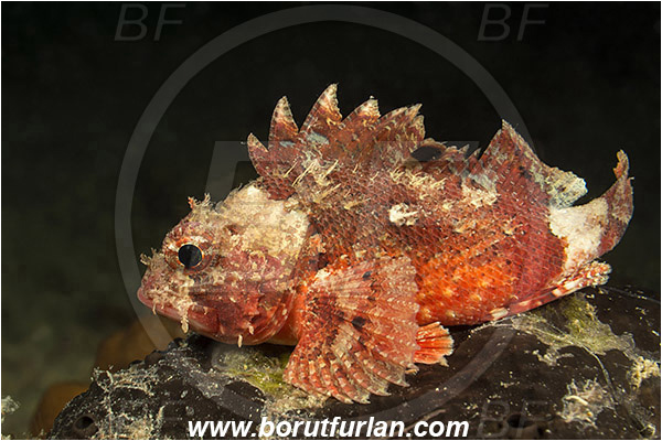 Piran, Slovenia, Adriatic sea, Mediterranean sea, Scorpaena notata, Scorpaena, Scorpaenidae, Small red scorpionfish, Scorpionfish, Fish, Night