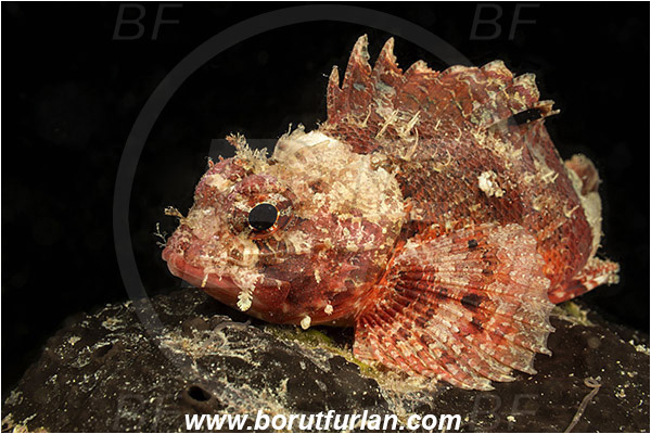 Piran, Slovenia, Adriatic sea, Mediterranean sea, Scorpaena notata, Scorpaena, Scorpaenidae, Small red scorpionfish, Scorpionfish, Fish, Night