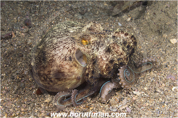 Piran, Slovenia, Adriatic sea, Mediterranean sea, Eledone moschata, Eledone, Eledonidae, Musky octopus, Octopus, Cephalopoda, Mollusca, Mollusc