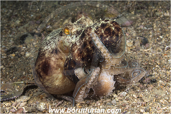 Piran, Slovenia, Adriatic sea, Mediterranean sea, Eledone moschata, Eledone, Eledonidae, Musky octopus, Octopus, Cephalopoda, Mollusca, Mollusc