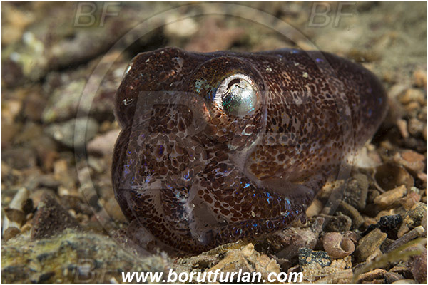 Piran, Slovenia, Adriatic sea, Mediterranean sea, Sepiola sp., Sepiola, Sepiolidae, Sepiola cuttlefish, Cuttlefish, Cephalopoda, Mollusca, Mollusc