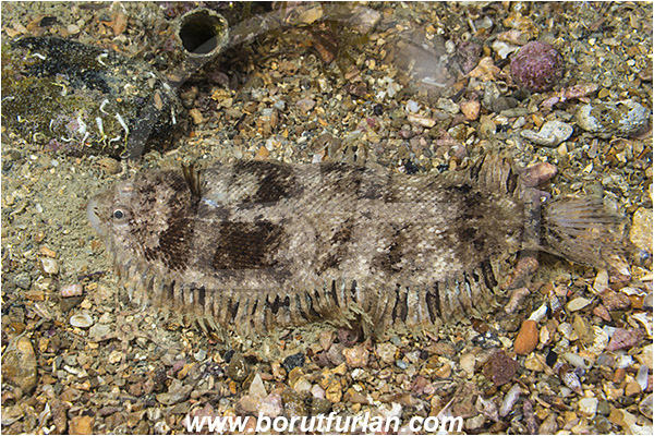 Piran, Slovenia, Adriatic sea, Mediterranean sea, Monochirus hispidus, Monochirus, Soleidae, Whiskered sole, Sole, Fish