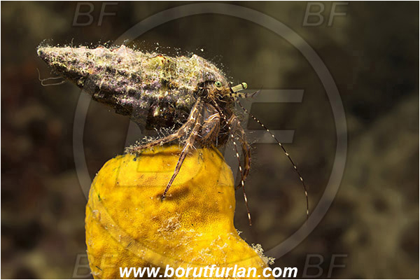 Piran, Slovenia, Adriatic sea, Mediterranean sea, Pagurus anachoretus, Pagurus, Paguridae, Crustacea, Crustacean, Long-armed Hermit Crab, Hermit crab, Crab