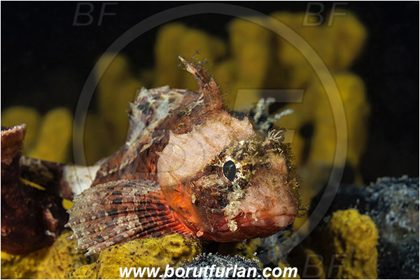 Piran, Slovenia, Adriatic sea, Mediterranean sea, Scorpaena notata, Scorpaena, Scorpaenidae, Small red scorpionfish, Scorpionfish, Fish, Night