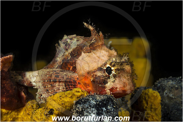Piran, Slovenia, Adriatic sea, Mediterranean sea, Scorpaena notata, Scorpaena, Scorpaenidae, Small red scorpionfish, Scorpionfish, Fish, Night