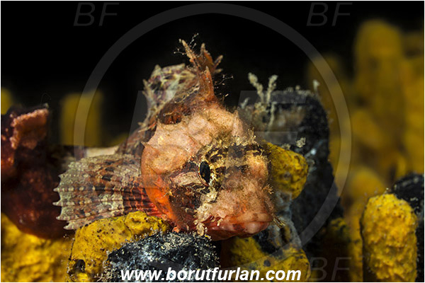Piran, Slovenia, Adriatic sea, Mediterranean sea, Scorpaena notata, Scorpaena, Scorpaenidae, Small red scorpionfish, Scorpionfish, Fish, Night