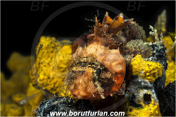 Piran, Slovenia, Adriatic sea, Mediterranean sea, Scorpaena notata, Scorpaena, Scorpaenidae, Small red scorpionfish, Scorpionfish, Fish, Night