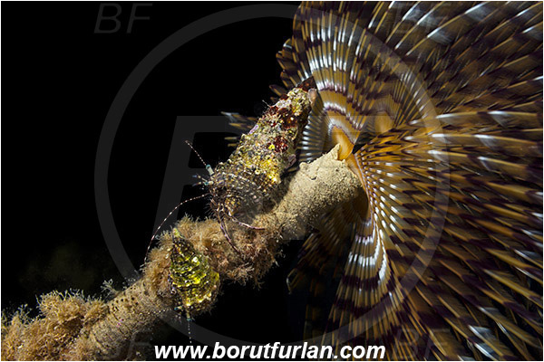 Piran, Slovenia, Adriatic sea, Mediterranean sea, Worm, Sabella spallanzanii, Sabella, Sabellidae, Mediterranean fanworm, Polychaeta, Pagurus anachoretus, Pagurus, Paguridae, Crustacea, Crustacean, Long-armed Hermit Crab, Hermit crab, Crab
