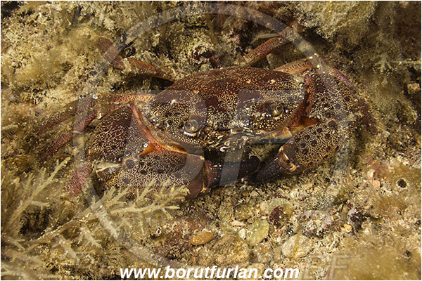 Piran, Slovenia, Adriatic sea, Mediterranean sea, Eriphia verrucosa, Eriphia, Eriphiidae, Decapoda, Crustacea, Crustacean, Convex warty crab, Yellow round crab, Crab