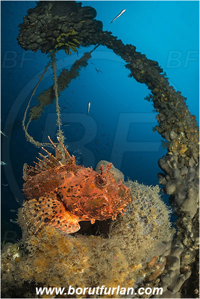 Island Pag, Croatia, Adriatic sea, Mediterranean sea, Wreck, Wreck SS Albanien, SS Albanien, Scorpaena scrofa, Scorpaena, Scorpaenidae, Great red scorpionfish, Scorpionfish, Fish
