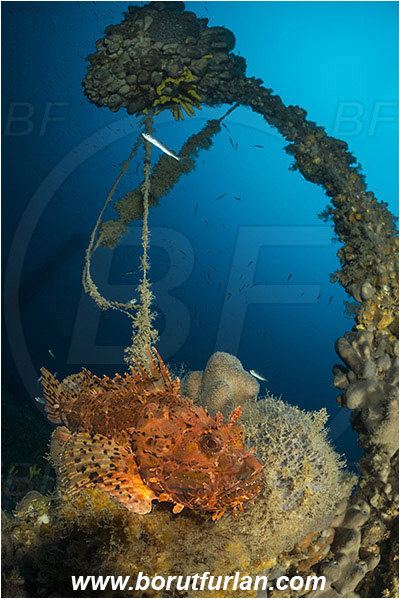 Island Pag, Croatia, Adriatic sea, Mediterranean sea, Wreck, Wreck SS Albanien, SS Albanien, Scorpaena scrofa, Scorpaena, Scorpaenidae, Great red scorpionfish, Scorpionfish, Fish