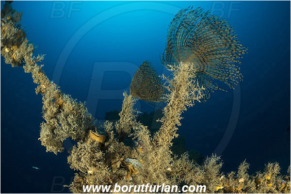 Island Pag, Croatia, Adriatic sea, Mediterranean sea, Wreck, Wreck SS Albanien, SS Albanien, Sabella spallanzanii, Sabella, Sabellidae, Mediterranean fanworm, Worm, Polychaeta