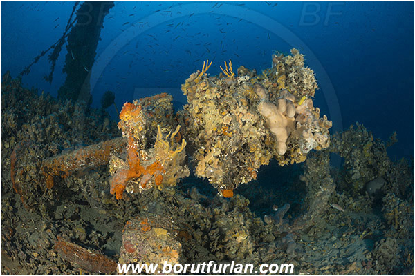 Island Pag, Croatia, Adriatic sea, Mediterranean sea, Wreck, Wreck SS Albanien, SS Albanien