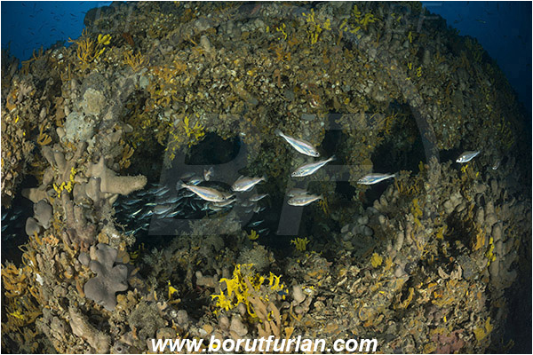 Island Pag, Croatia, Adriatic sea, Mediterranean sea, Wreck, Wreck SS Albanien, SS Albanien, Trisopterus minutus, Trisopterus, Gadidae, Poor cod, Cod, Fish, Fish school