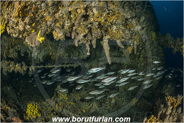 Island Pag, Croatia, Adriatic sea, Mediterranean sea, Wreck, Wreck SS Albanien, SS Albanien, Trisopterus minutus, Trisopterus, Gadidae, Poor cod, Cod, Fish, Fish school