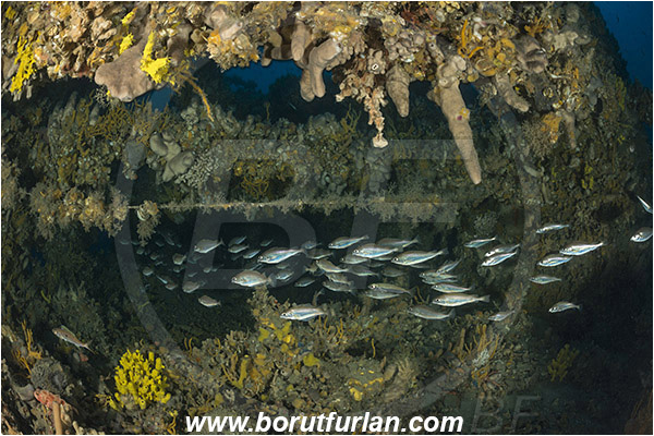 Island Pag, Croatia, Adriatic sea, Mediterranean sea, Wreck, Wreck SS Albanien, SS Albanien, Trisopterus minutus, Trisopterus, Gadidae, Poor cod, Cod, Fish, Fish school