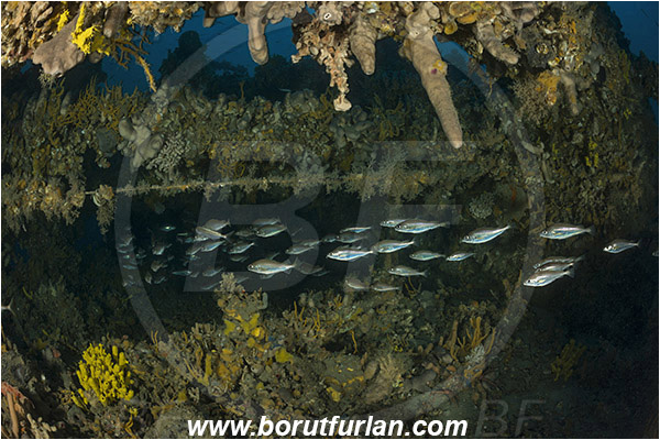 Island Pag, Croatia, Adriatic sea, Mediterranean sea, Wreck, Wreck SS Albanien, SS Albanien, Trisopterus minutus, Trisopterus, Gadidae, Poor cod, Cod, Fish, Fish school