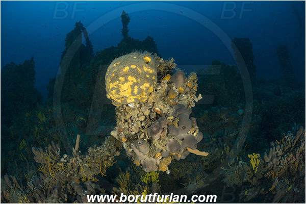 Island Pag, Croatia, Adriatic sea, Mediterranean sea, Wreck, Wreck SS Albanien, SS Albanien, Geodia cydonium, Geodia, Geodiidae, Sponge, Porifera