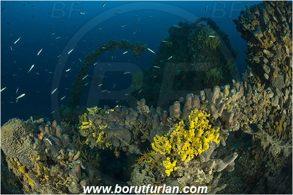Island Pag, Croatia, Adriatic sea, Mediterranean sea, Wreck, Wreck SS Albanien, SS Albanien
