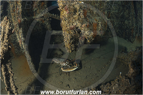 Island Rab, Croatia, Adriatic sea, Mediterranean sea, Wreck, Wreck F-433, German WW-II boat F-433, Homarus gammarus, Homarus, Nephropidae, Decapoda, European lobster, Common lobster, Lobster, Crustacea, Crustacean