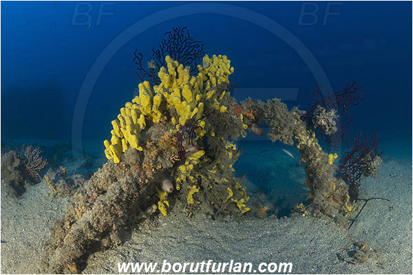 Island Korcula, Croatia, Adriatic sea, Mediterranean sea, Aplysina aerophoba, Aplysina, Aplysinidae, Yellow Tube Sponge, Golden Sponge, Sponge, Porifera, Wreck