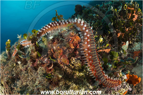 Island Korcula, Croatia, Adriatic sea, Mediterranean sea, Hermodice carunculata, Hermodice, Amphinomidae, Bearded fireworm, Fireworm, Worm, Polychaeta, Reef