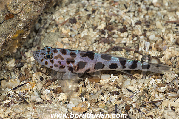 Island Korcula, Croatia, Adriatic sea, Mediterranean sea, Thorogobius ephippiatus, Thorogobius, Gobiidae, Leopard-spotted goby, Goby, Fish