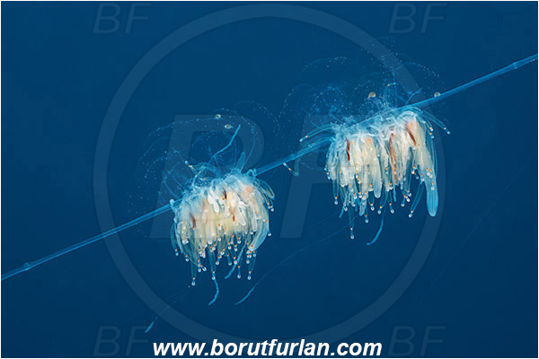 Island Korcula, Croatia, Adriatic sea, Mediterranean sea, Apolemia uvaria, Apolemia, Apolemiidae, Siphonophorae, String jellyfish, Hydroid, Hydrozoa, Cnidaria, Cnidarian