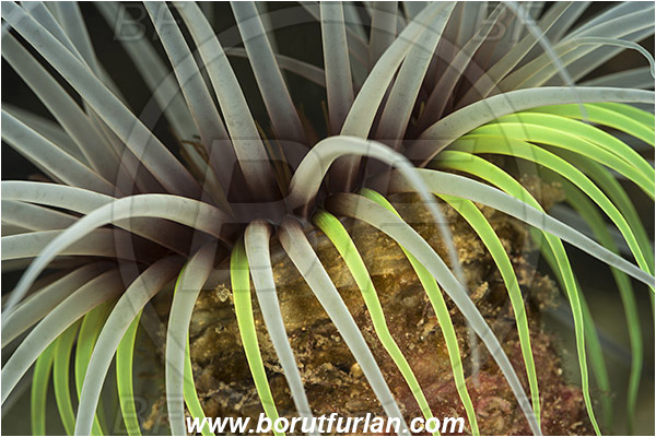 Island Korcula, Croatia, Adriatic sea, Mediterranean sea, Cerianthus membranaceus, Cerianthus, Cerianthidae, Cylinder anemone, Tube dwelling anemone, Tube anemone, Anemone, Anthozoa, Cnidaria, Cnidarian, Abstract